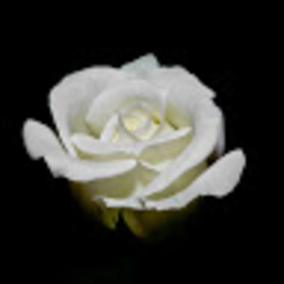 Meet your Posher, Sabrina - Picture 1 of 1